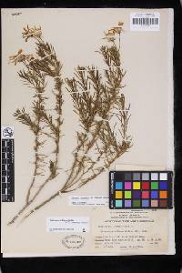 Ericameria linearifolia image