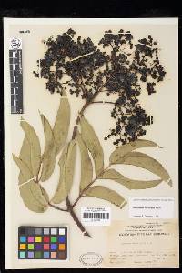 Sambucus nigra image