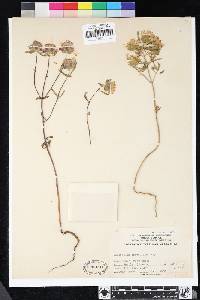 Monardella breweri subsp. lanceolata image