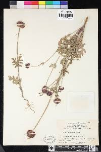 Salvia columbariae image