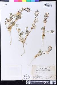 Lupinus odoratus image