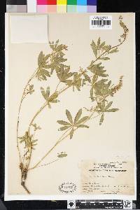 Lupinus arbustus image