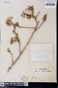 Quercus lobata image