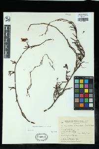 Tripodanthus flagellaris image
