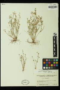 Juncus bufonius image