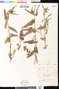 Acalypha brachiata image