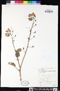 Phacelia minor image