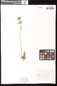 Adromischus umbraticola subsp. umbraticola image