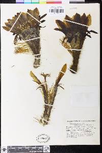 Echinopsis schickendantzii image
