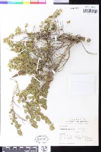 Diplolepis nummulariifolia image