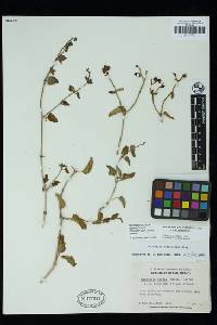 Mirabilis laevis var. crassifolia image