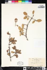 Quercus berberidifolia image