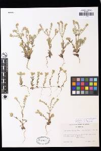 Cryptantha dissita image