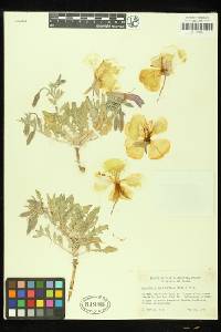 Oenothera californica image