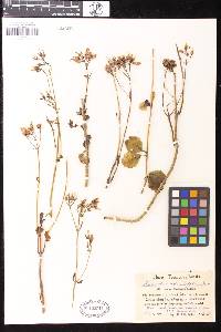 Image of Kalanchoe rotundifolia