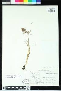 Camassia quamash subsp. maxima image