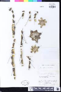 Echinopsis pachanoi image
