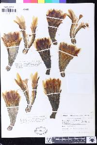 Echinopsis chiloensis image
