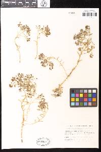 Image of Sinocrassula yunnanensis