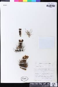 Echinopsis lateritia image