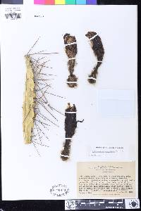 Echinopsis cuzcoensis image