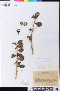 Image of Pereskia lychnidiflora