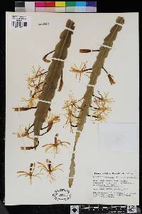 Disocactus macranthus image