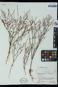 Eriogonum davidsonii image