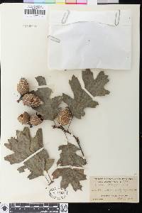 Quercus kelloggii image