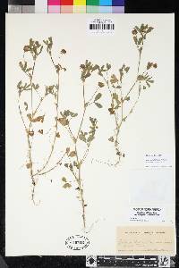 Trifolium bifidum image