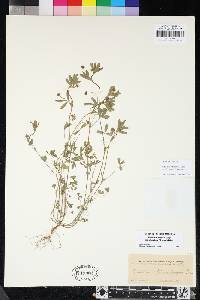Trifolium bifidum image