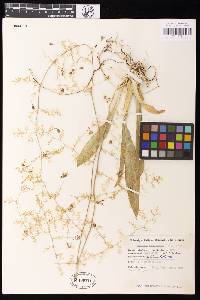 Image of Oncidium heteranthum