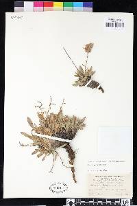 Phacelia corymbosa image