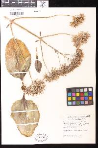 Image of Kalanchoe densiflora