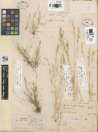 Festuca octoflora image