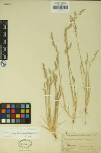 Deschampsia danthonioides image