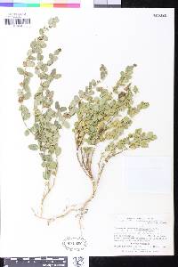 Diplolepis nummulariifolia image