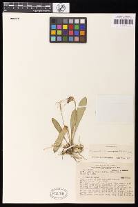 Image of Masdevallia bicolor