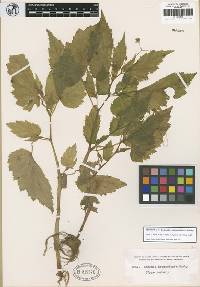 Image of Begonia hirsuta