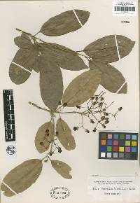 Image of Hasseltia lateriflora