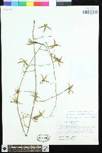 Image of Oncidium hastatum