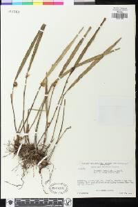 Image of Octomeria erosilabia