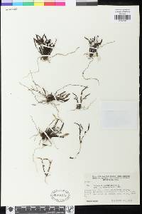 Image of Octomeria parvifolia