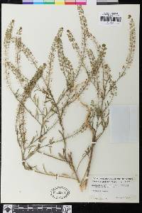 Lepidium virginicum image