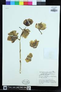 Image of Catasetum macroglossum