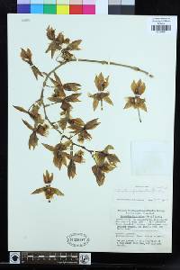 Image of Catasetum fimbriatum