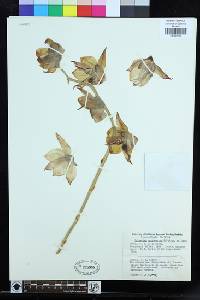 Image of Catasetum macrocarpum