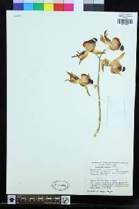 Image of Catasetum spitzii