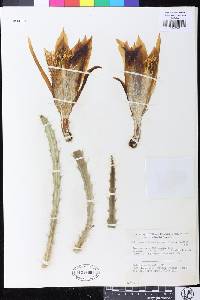 Image of Disocactus cinnabarinus