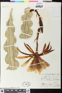 Epiphyllum crenatum image
